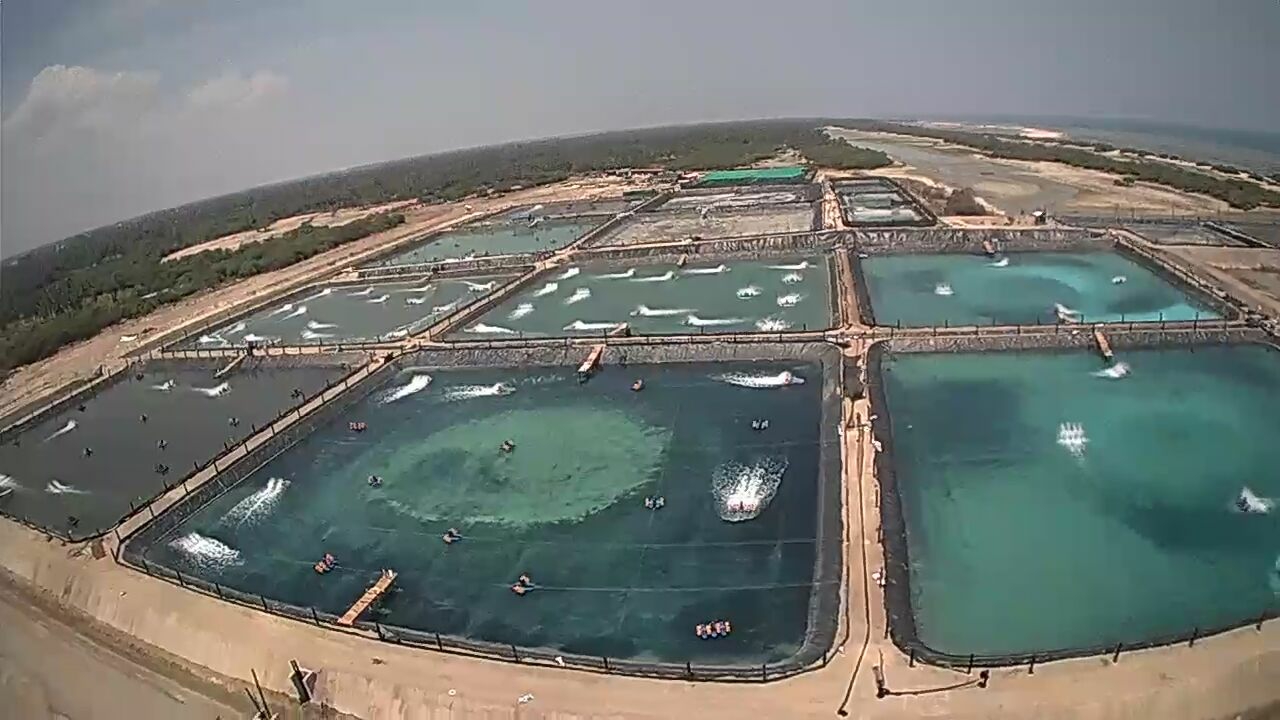 Taprobane Seafood Group Has First Vannamei Harvest in Sri Lanka; Govt Projects Growth to 50,000 tons